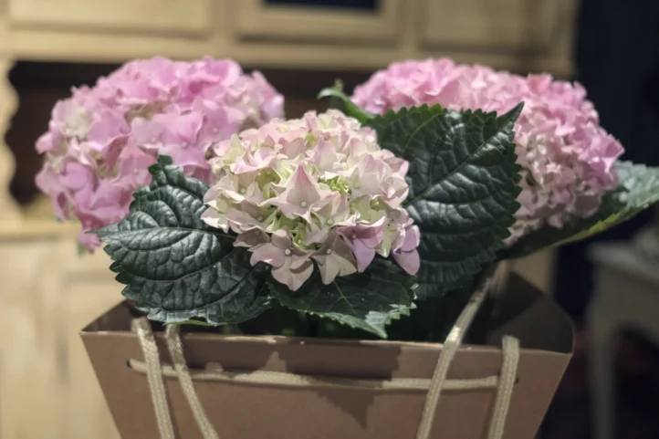 Pasión por las Hortensias - Imagen 2