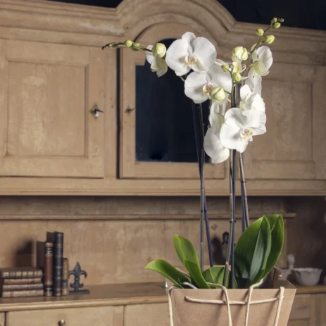 La Orquídea Viajera