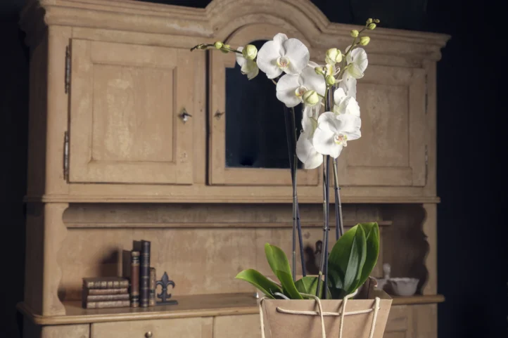 La Orquídea Viajera