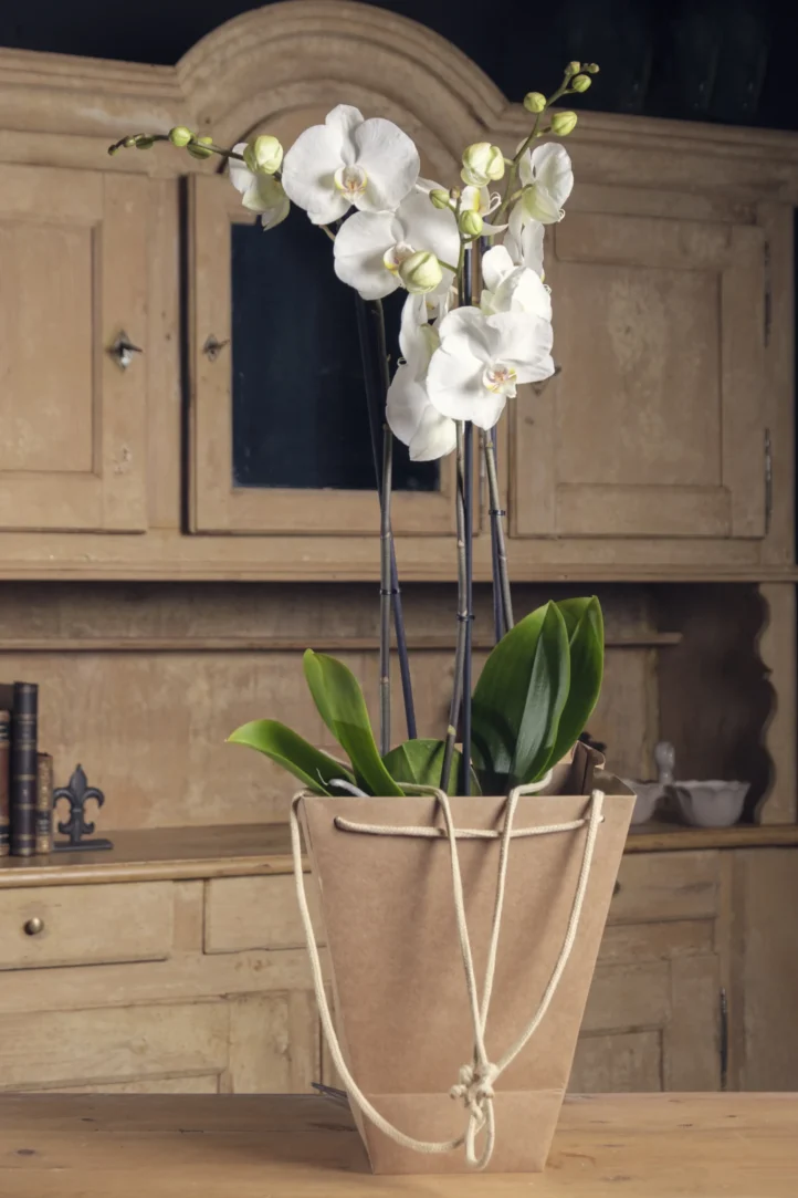 La Orquídea Viajera - Imagen 2
